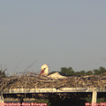18_55-mast.jpg
