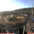 19_00-nest.jpg
