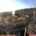 19_05-nest.jpg