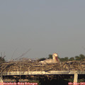19_10-mast.jpg