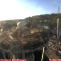 19_10-nest.jpg