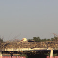 19_15-mast.jpg