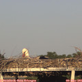 19_20-mast.jpg