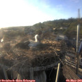 19_20-nest.jpg