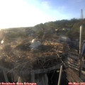 19_25-nest.jpg