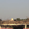 19_30-mast.jpg