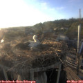 19_30-nest.jpg