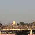 19_35-mast.jpg
