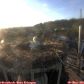 19_35-nest.jpg