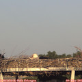 19_40-mast.jpg