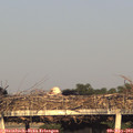 19_45-mast.jpg