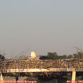 19_50-mast.jpg