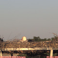 19_55-mast.jpg