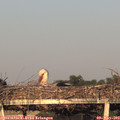 20_00-mast.jpg