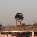 20_10-mast.jpg