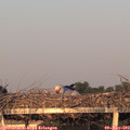 20_15-mast.jpg