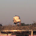 20_20-mast.jpg