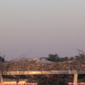 20_30-mast.jpg