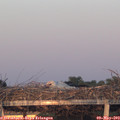 20_35-mast.jpg