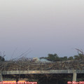 20_40-mast.jpg