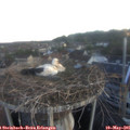 05_50-nest.jpg