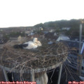05_55-nest.jpg