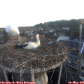 06_00-nest.jpg