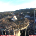 06_20-nest.jpg