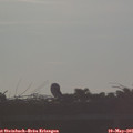 06_55-mast.jpg