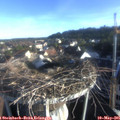 07_15-nest.jpg