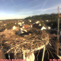 07_50-nest.jpg