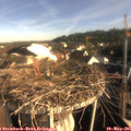 08_05-nest.jpg
