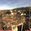 08_10-nest.jpg