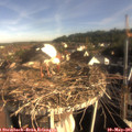 08_15-nest.jpg