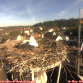 08_20-nest.jpg