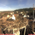 08_35-nest.jpg