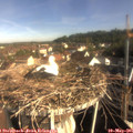 08_40-nest.jpg