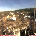 08_45-nest.jpg