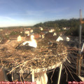 08_50-nest.jpg