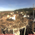 08_55-nest.jpg
