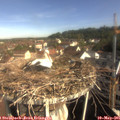 09_05-nest.jpg