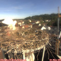 09_10-nest.jpg