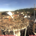 09_15-nest.jpg