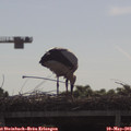09_25-mast.jpg