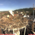09_25-nest.jpg