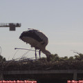 09_35-mast.jpg