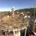 09_40-nest.jpg