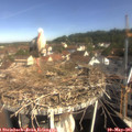 09_45-nest.jpg