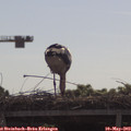 10_05-mast.jpg