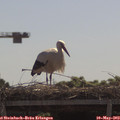 11_05-mast.jpg
